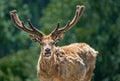 Stag portrait Royalty Free Stock Photo