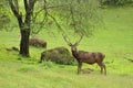 Stag posing for camera in Cabarceno Nature Park, Cantabria, Spain Royalty Free Stock Photo