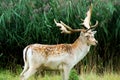 A stag at Powderham, UK