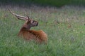 Stag resting in green grass