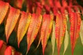 Stag's Horn Sumach (Rhus typhina) Royalty Free Stock Photo