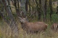 Stag in Salburua, Vitoria Royalty Free Stock Photo