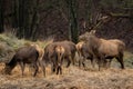 Stag with some big antlers watching his deer`s Royalty Free Stock Photo