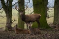 Stag standing in woodlad