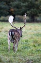 A stag walking away at Charlecote Park Royalty Free Stock Photo