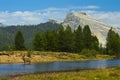 Stag wandering down the river in Tuolumne Meadows Royalty Free Stock Photo