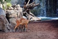 Stag in a waterfall Royalty Free Stock Photo