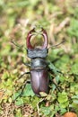 Stagbeetle in the nature Royalty Free Stock Photo