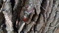 Stagbeetle on the oak bark Royalty Free Stock Photo