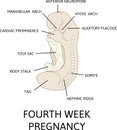 Stage in development of human embryo during the period of early organogenesis. The fourth week of pregnancy. Vector illustration