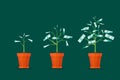 Stage Growth of a Tree Money. Vector