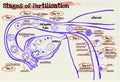 Stage human fertilization diagram Royalty Free Stock Photo