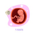 Stage of human fetal development inside womb. 4th month of pregnancy. Vector design for poster, infographic or medical