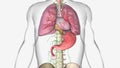 In stage IIIA, cancer has spread (1) into the mucosa layer, thin muscle layer, or submucosa layer of the esophagus wall