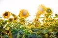 Stage photograph of the blooming sun, Lots of sunflowers in the evening sun Royalty Free Stock Photo