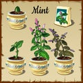 Stage of plant growth mint in a pot