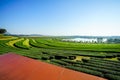 Stage in tea plantation, nature scene.