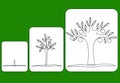 Stage of tree growth from seed to fruiting tree