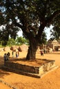 Staged old tree in mahabalipuram- five rathas complex