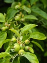 Stages of apple fruit development, small apples growing on a tree in spring Royalty Free Stock Photo