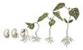 Stages of bean seed germination Royalty Free Stock Photo