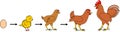 Stages of chicken growth from egg to adult bird