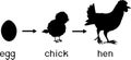 Stages of chicken growth from egg to hen