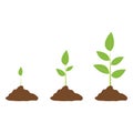 Stages of cultural development. Infographics of tree planting. Concept of evolution. Sprout, plant, tree plant growing