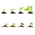 Stages of cultural development, set. Infographics of tree planting. Concept of evolution. Sprout, plant, tree plant