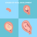 Stages of development of the child in the womb