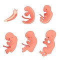 Human embryo Royalty Free Stock Photo