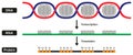 Stages of formation of mRNA RNA and protein by DNA strand infographic diagram