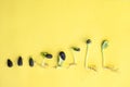 Stages of germination of sunflower seeds from seed to sprout, on a yellow background, layout Royalty Free Stock Photo