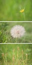 Stages of the goats beard flower