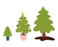 Stages of growth of a Christmas tree in a pot. Eco-friendly new year and christmas, reuse, zero waste, ecology holiday