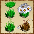 Stages of growth daisies, from planting to