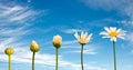 Stages of growth and flowering of a daisy, blue sky background