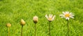 Stages of growth and flowering of a daisy, green grass background, life transformation concept