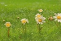 Stages of growth and flowering of a daisy, green grass background