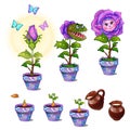 Stages of growth magical flower with human face