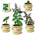 Stages of growth of mint in pot