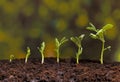 Stages of growth sprouting pea seeds in the ground Royalty Free Stock Photo