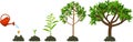 Stages of growth of tree. Life cycle of tree: from seed to large tree with green leaves. Watering the