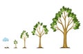 Stages growth of tree from seed. Watering the seeds from cloud rain. Collection of trees from small to large. Green tree