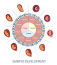 Stages of human embryo development vector infographic. Pregnancy weeks, months and trimesters chart.