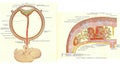 Stages in human fetal development