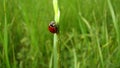 Stages of the ladybug life cycle | Adult Ladybug Royalty Free Stock Photo