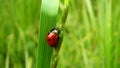 Stages of the ladybug life cycle | Adult Ladybug Royalty Free Stock Photo