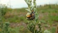 Stages of the ladybug life cycle | Larva Royalty Free Stock Photo