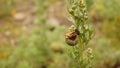 Stages of the ladybug life cycle | Larva Royalty Free Stock Photo